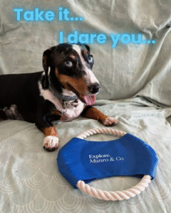 Dog Leash printed with the Explore, Munro & Co log