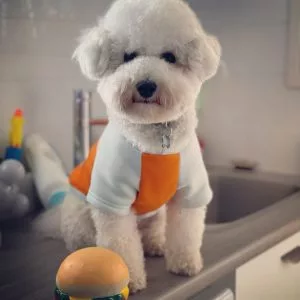 coco-the-cubic-dog-model-300x300