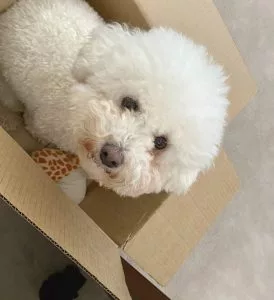 coco-international-dog-day-274x300