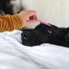 A black dog lies on a white bed, looking up. A person in a striped yellow sweater gently brushes the dogs head with a pink comb, focusing on grooming the dogs fur.
