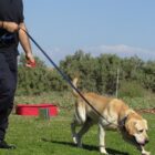 A person is standing on grass holding a leash connected to a tan Labrador retriever. The dog is sniffing the ground. In the background, there are trees and a small red object on the grass. The sky is clear and blue.