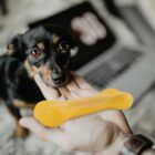 A small black and brown dog looks up at a hand holding an orange bone-shaped toy. A laptop is visible in the background, slightly out of focus.