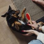 A small black and tan dog lies on its back while a person gently brushes its belly. The person has red-painted nails and wears silver bracelets. The scene is set on a hardwood floor with a patterned rug nearby.