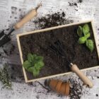 A wooden planter box filled with soil and three green seedlings. A small gardening trowel is on the left, and a hand rake rests on the soil. Pieces of broken terracotta pot and scattered soil are on newspaper beneath the box.