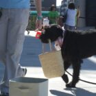 A large black dog holds a woven bag and a red toy in its mouth while walking beside a person in beige pants. The person holds a leash. Other people and buildings are visible in the background.