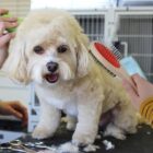 Fluffy white dog getting groomed on a table, with a person holding a brush near its face. The dog looks content with its tongue slightly out, surrounded by grooming tools.