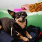 A small black and tan dog sits contentedly with eyes closed as a hand in a striped shirt holds a pink plastic grooming tool above its head. The background is green, and the dog is resting on dark fabric.