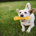 A small dog with tan fur is playfully holding a bright yellow bone-shaped toy in its mouth. It stands on lush green grass, appearing happy and energetic, with ears perked up and tail wagging.