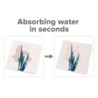 Two square coasters with plant designs, showing a progression from a water spill to being dry. The text above reads, Absorbing water in seconds.