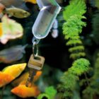 A metal key is attached to a floating capsule submerged in an aquarium with various colorful fish and green aquatic plants. The water is clear, and the underwater scene is vibrant and lively.