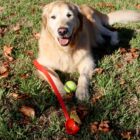 A golden retriever lies on the grass surrounded by fallen leaves, happily holding a tennis ball. A red ball launcher is placed nearby. The sun casts a warm glow on the dogs fur and the autumn leaves.