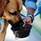 A brown dog drinks water from a black collapsible bowl held by a person. The dog wears a blue collar with a tag, and the person has a blue leash and several bracelets. The scene is outdoors.