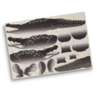 A crocodile-themed wooden puzzle featuring various crocodile body parts, including the head, tail, legs, and scutes, arranged on a wooden board with outlined shapes for each piece.