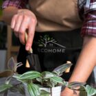 A person in an apron uses a trowel to tend to a potted plant with green and white leaves. The apron has a logo with a tree and the word ECOHOME. The scene conveys a sense of indoor gardening and sustainability.