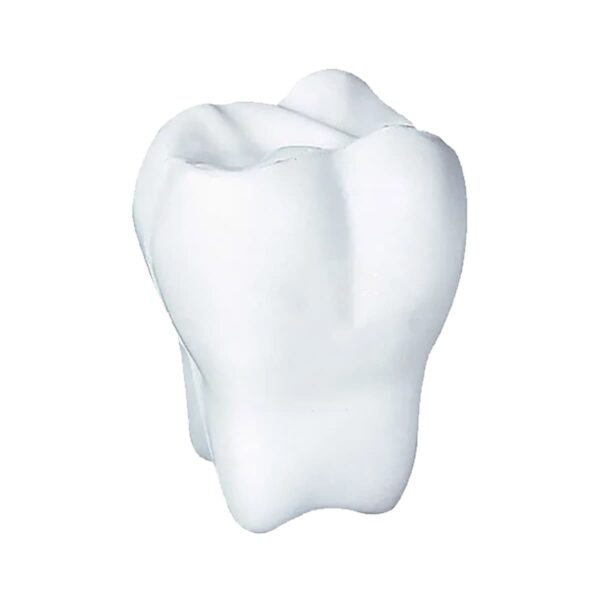 A white ceramic tooth model with smooth surfaces and realistic dentition details, shown against a plain white background.