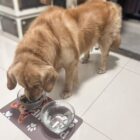 A golden retriever is eating from a bowl on a mat with paw prints and the word Welcome. There is an empty water bowl next to the food bowl. The dog is standing on a white tiled floor indoors.