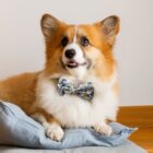 A fluffy corgi wearing a patterned bow tie sits comfortably on a blue cushion. The dog has a reddish-brown and white coat, and its ears are perked up. The background is a neutral wall and wooden floor.