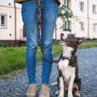 A black and white dog sits on a cobblestone path, looking up at a person wearing blue jeans and brown shoes. The person holds a colorful leash attached to the dogs collar. A building and greenery are in the background.