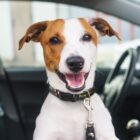 A happy brown and white dog with a short coat is sitting inside a car, looking out of the open window. The dog is wearing a colorful collar and leash, and its mouth is open in a cheerful expression.