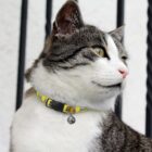 A cat with gray and white fur looks to the side. It wears a yellow collar with a small bell. The background is blurred with black bars and a white wall.