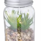 A small succulent plant in a glass jar with pebbles and a silver lid.