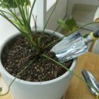 A potted plant with a metal trowel in the soil on a wooden surface.