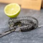A cocktail strainer on a countertop with half a lime in the background.