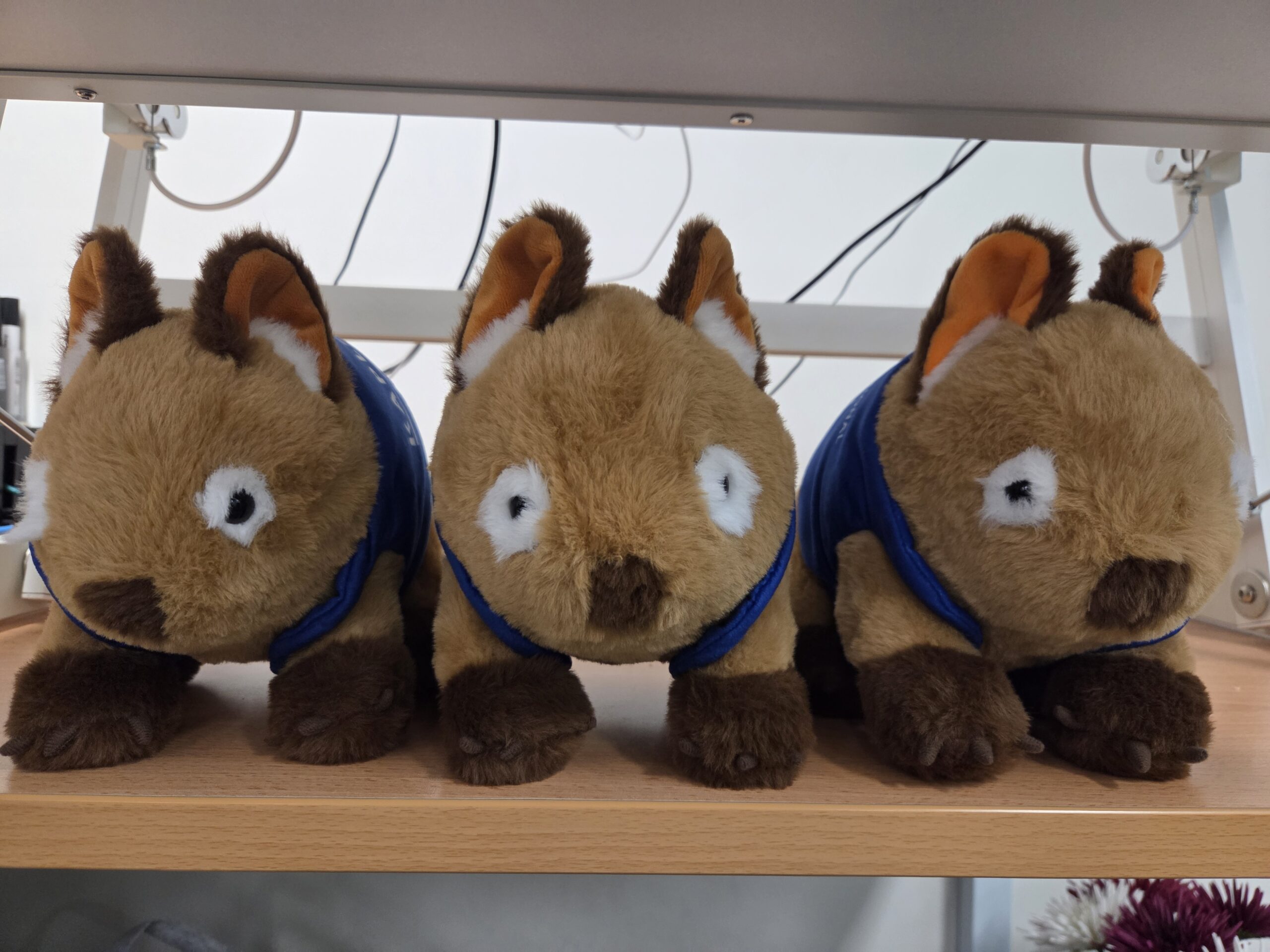 3 custom plushie Wombats side by side. Front view