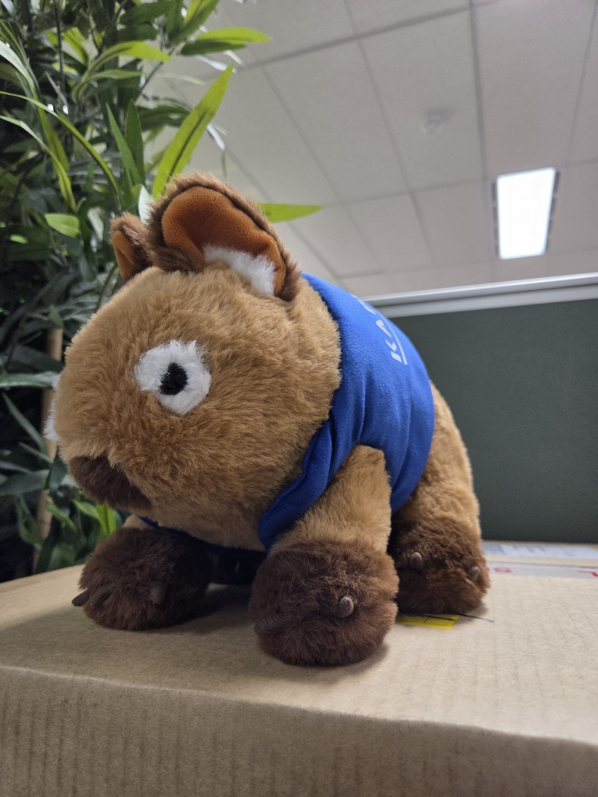Promotional plush Wombat angled view