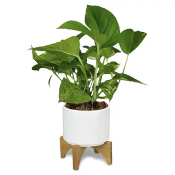Plant Pots