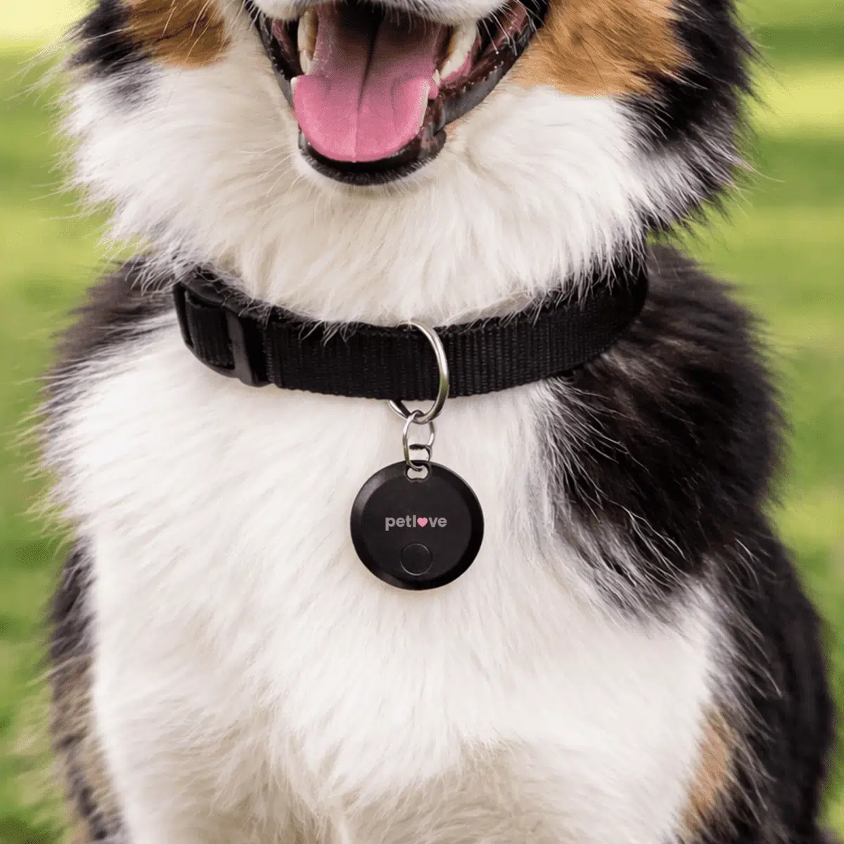 Seek Dog Tags