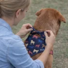 Sawyer puts a Sawyer Poly Pet Bandanas Medium on a brown dog outside.