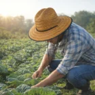 A farmer wearing Toasted Straw Hats checks crops in a field at sunrise.