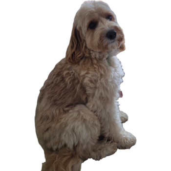 Fluffy light brown dog sitting, looking up curiously—come meet the team’s cutest member!.